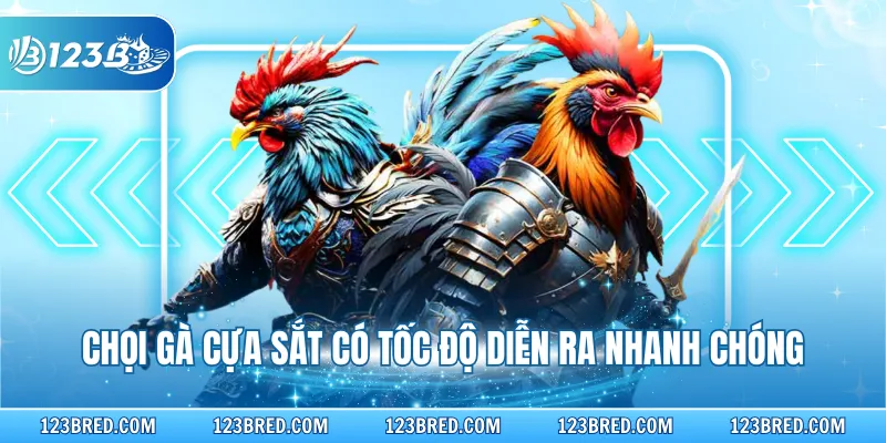 Chọi gà cựa sắt có tốc độ diễn ra nhanh chóng